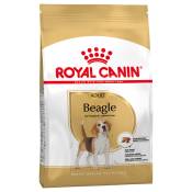 12kg Beagle Adult Royal Canin Breed Croquettes pour