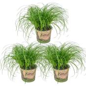 3x Cyperus 'Zumula' - Herbe à chat - Plante d'intérieur - Animaux acceptés – ⌀12 cm - ↕20-25 cm