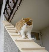 Elmato Cat escaliers, 3 m