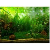 Eau Herbe Style Aquarium Fish Tank Fond Affiche PVC Adhésif Décor Papier (6141 cm)