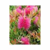 Callistemon Hot Pink Rince-bouteille Hot Pink Willemse