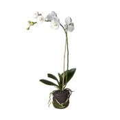 Orchidée artificielle en terre artificielle blanche H59