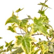Peragashop - vase ivy helix variegata 9CM