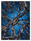 Tapis Liquid Birch / 400 x 300 cm - Moooi Carpets bleu