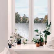 Adhésif décoratif pour vitre Feuillage Nature opaque