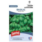 Graines basilic grand vert