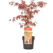 Acer palmatum 'Anthropurpureum' - Érable japonais