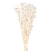 Bouquet de fleurs séchées blanches