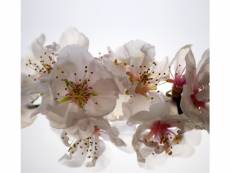 Flowers, rideau imprimé belles fleurs blanches et