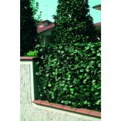 Garden Friend - Clôture en pvc avec feuilles de laurier plus filet d'ombrage 1x3