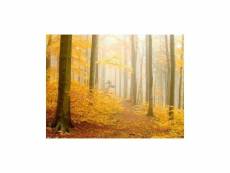 Papier peint - forêt - automne 300x231 cm