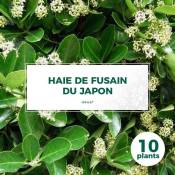 Pepinières Naudet - 10 Fusain du Japon (Euonymus Japonicus) - Haie Fusain du Japon -