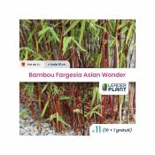 Leaderplantcom - 11 Bambou Fargesia Asian Wonder pot 1 Litre