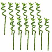 Plant In A Box - Dracaena sanderiana - Set de 12 - Lucky Bamboo - Hauteur 40-50cm