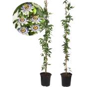 Plant In A Box - Passiflore 'Caerulea' xl - 2 pièces - Passiflore - ⌀17 cm - H120 cm - Violet