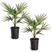 Plant In A Box - Trachycarpus Fortunei - Set de 2 - Palmier éventail - Pot 15cm - Hauteur 35-45cm - Vert
