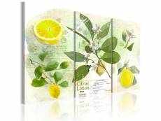 Tableau nature morte fruit: lemon taille 90 x 60 cm