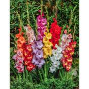 Plant In A Box - Gladiolus - Mélange de 60 - Bulbes de glaïeuls - Glaïeuls à grandes fleurs