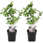 Plant In A Box - Hibiscus Syriacus - 'Hamabo' - Lot