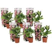 Plant In A Box - Hydrangea macrophylla - Rose - Set