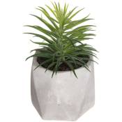 Plante décorative avec pot 7x14cm assortiements de