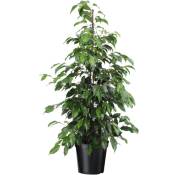 Ficus benjamina 'Danielle' - Plante d'appartement -