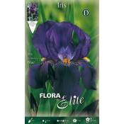 Iris bleu d'allemagne (pack de 1 ampoule)