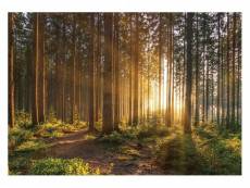 Papier peint intissé panoramique arbres forêt soleil 254x184 cm chambre salon photo non tissé muraux trompe l'oei