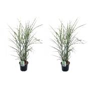 Plant In A Box - Miscanthus Zebrinus - Herbe ornementale