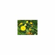 Graines Bocquet - Mélange écologique de graines de fleurs répulsifs Nématodes - 10g