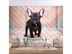 Papier peint - french bulldog [100x70]