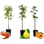Plant In A Box - Arbres fruitiers - mélange de 3 - pomme, poire, abricot - ⌀9cm - hauteur 60-70cm - Orange