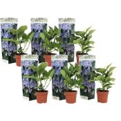 Plant In A Box - Hortensia 'Teller' hydrangea - Set de 6 - Bleu - ⌀9cm - Hauteur 25-40cm - Bleu