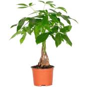 Bloomique - Pachira Aquatica - Money Tree - Plante
