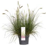 Bloomique - Pennisetum 'Hameln' – Herbe nettoyante pour lampe – Graminée ornementale – Facile d'entretien - ⌀ 19 cm - ↕35-45 cm