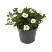 Cloches magiques - mini pétunia suspendu - Calibrachoa - pot 12cm - set de 3 plantes - blanc