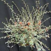 Cotoneaster franchetti/Pot de 7,5L - Blanche