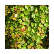 Javoy Plantes - Vigne vierge japonaise'Minutifolia' - parthenocissus 3L