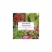 Kit Haie Basse Persistante - 4 variétés - 50 plantes