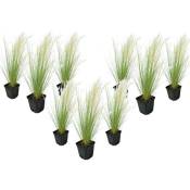 Stipa tenuifolia 'Pony Tails' - Set de 9 - Graminées - Pot 9cm - Hauteur 20-30cm - Vert