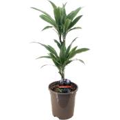 Plant In A Box - Dracaena deremensis 'Warneckei' -