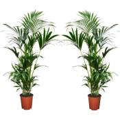 Plant In A Box - Palmier Kentia - Set de 2 - Howea