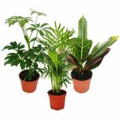 Set de 3 plantes d'intérieur - type 1- 9cm