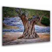 Tableau nature olivier centenaire - 80x50 cm - Marron