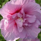 Clematite.net - Hibiscus syriacus Lavender Chiffon® 'Notwoodone'/Pot de 4L - Rose