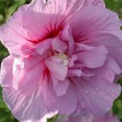 Hibiscus syriacus Lavender Chiffon® 'Notwoodone'/Pot