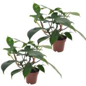 Plant In A Box - Philodendron 'Vert de Floride' - Set de 2 - Pot 12cm - Hauteur 20-30cm - Vert