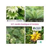 Kit Jardin Exotique à l'Ombre - 4 variétés - Lot