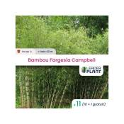Leaderplantcom - 11 Bambou Fargesia Campbell en pot de 1 Litre