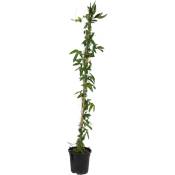 Passiflora 'Constance Elliot' xl - Passiflore - ⌀17cm - Hauteur 110-120cm - Blanc